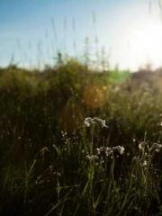 My Sweet Wife: The C