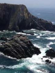 My pets are all amaz