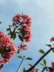 The Ugly Womanapos;s