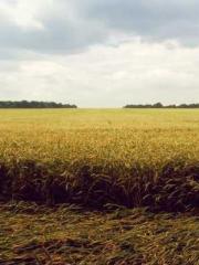 The Rebirth of a Phy