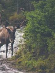 Rong Shao Nan Ning Y