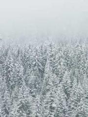 lt;Ye Qingyun, Tiany