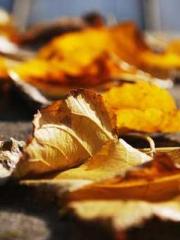 A Spicy Wife from th