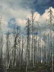 Qi is thin, but I be